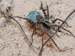 Acantholycosa lignaria