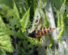 Epistrophe nitidicollis