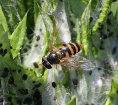 Epistrophe nitidicollis