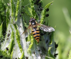 Epistrophe nitidicollis