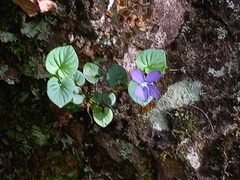 Viola sequeirae