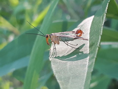 Panorpa cognata