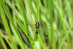 Ascalohybris subjacens