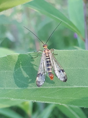 Panorpa cognata