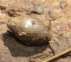Melampus bidentatus