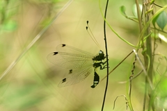 Ascalohybris subjacens