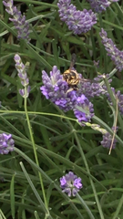 Anthidium florentinum