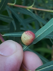 Euura collactanea