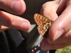 Euphydryas intermedia