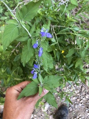 Salvia similis