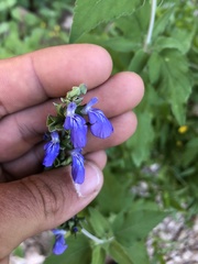 Salvia similis