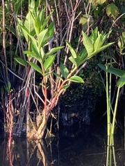 Decodon