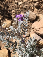 Astragalus prorifer