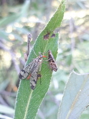 Panorpa cognata