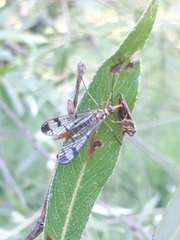 Panorpa cognata