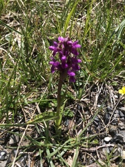 Dactylorhiza incarnata cruenta