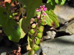 Polygala tatarinowii