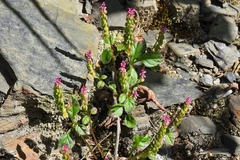 Polygala tatarinowii
