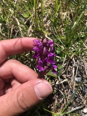 Dactylorhiza incarnata cruenta