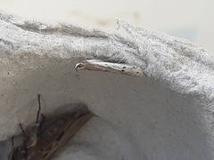 Phycitodes binaevella