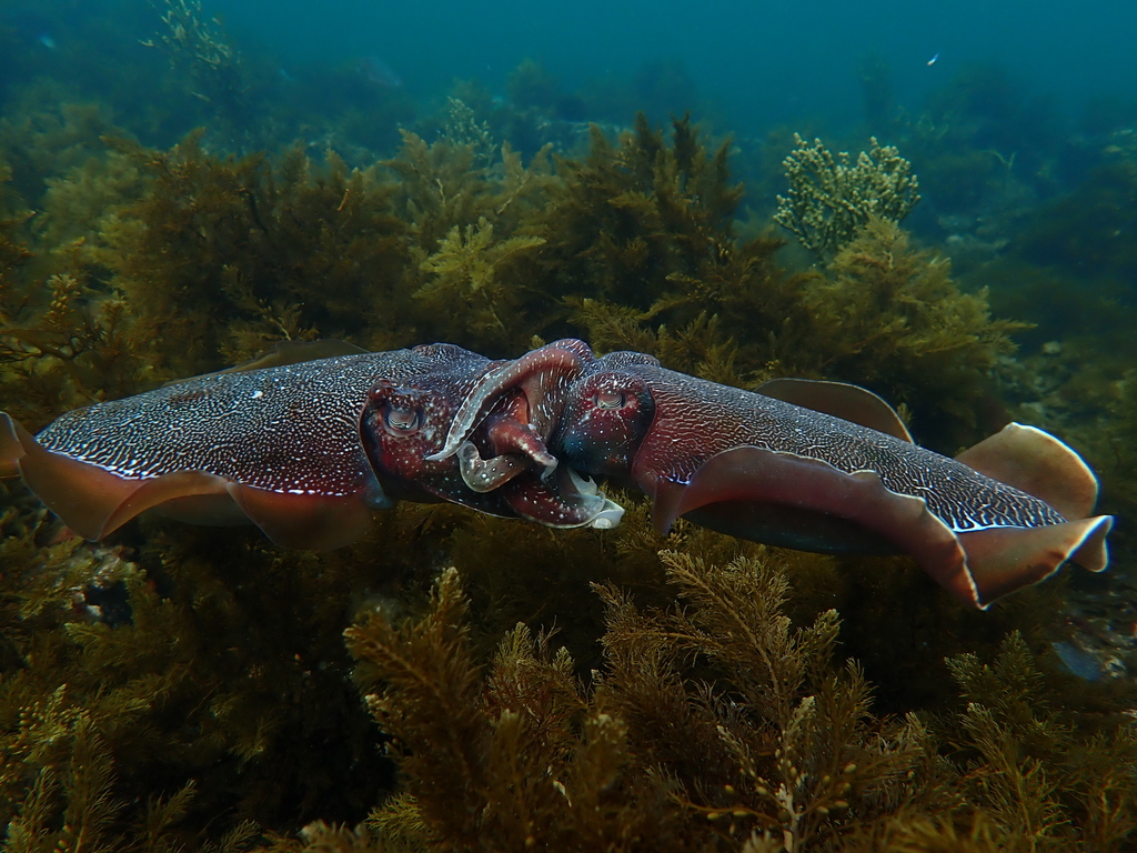 Two giant Australian cuttlefish face to face among brown seaweed on a reef, bodies patterned in dark red and white