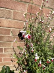 Bombus