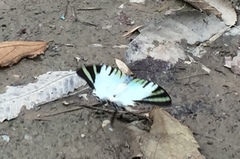 Graphium antiphates itamputi