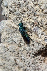 Chrysis iris