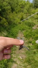 Leucorrhinia intermedia