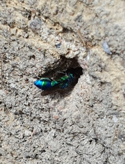 Chrysis iris