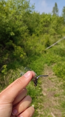 Leucorrhinia intermedia