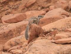 Atlantoxerus getulus