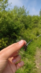 Leucorrhinia intermedia