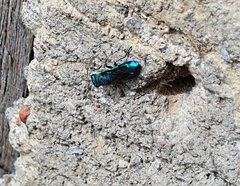 Chrysis iris