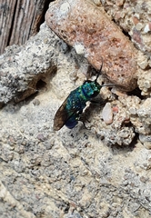 Chrysis iris