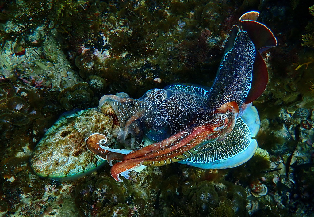 Two giant Australian cuttlefish close together on an algae-covered reef at Port Bonython, South Australia