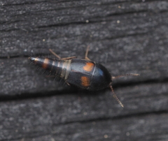 Sepedophilus bipustulatus