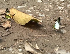Graphium antiphates itamputi
