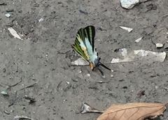 Graphium antiphates itamputi
