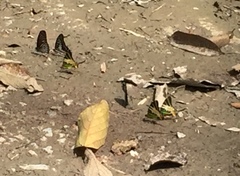 Graphium antiphates itamputi