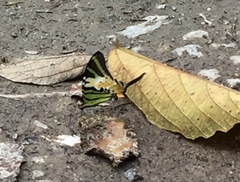 Graphium antiphates itamputi