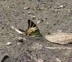 Graphium antiphates itamputi