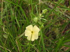 Thunbergia atriplicifolia