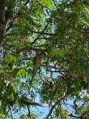Myiopsitta monachus