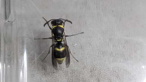 Euodynerus nipanicus · iNaturalist United Kingdom