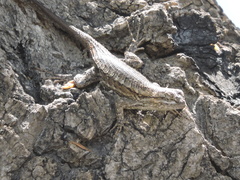 Sceloporus edbelli