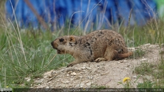 Marmota himalayana