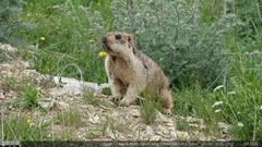 Marmota himalayana