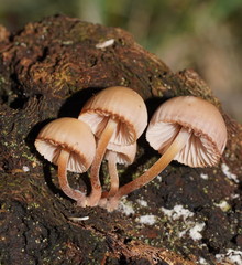 Mycena clarkeana
