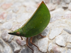 Tonga
